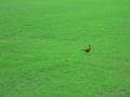 img206.jpeg.small.jpeg