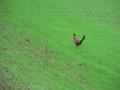 img208.jpeg.small.jpeg